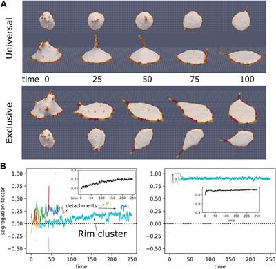 Theoretical model of membrane protrusions driven by curved active proteins